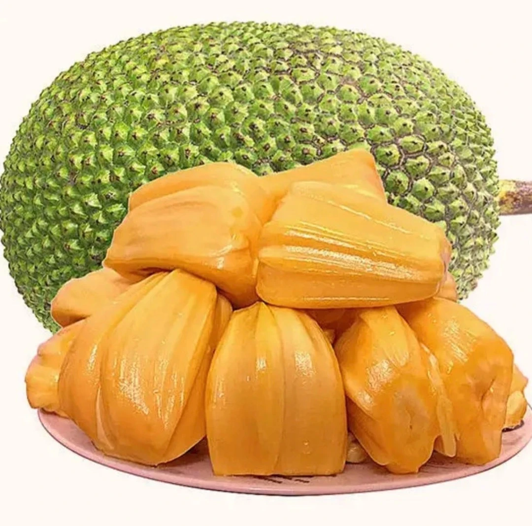 （热带水果）越南老树红肉波罗蜜