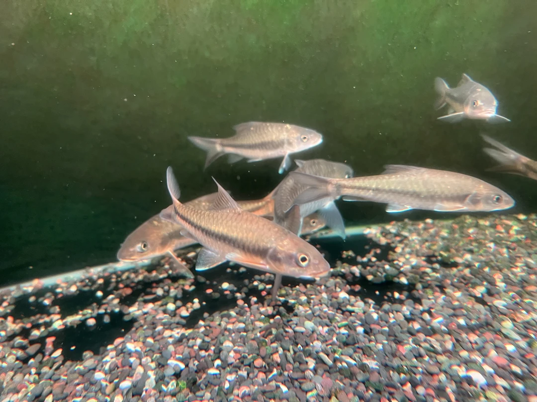 缅甸黑纹金吉罗观赏鱼