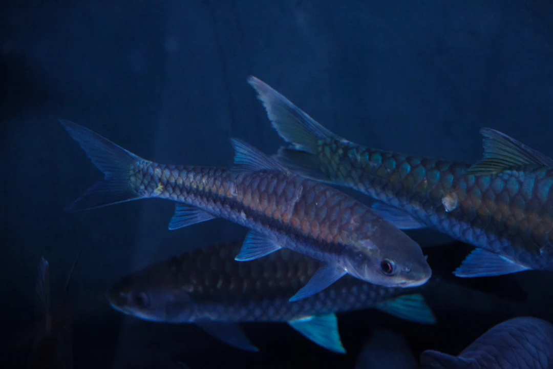 （2）保山清水河，异口蓝吉罗鱼《展示链接勿拍》