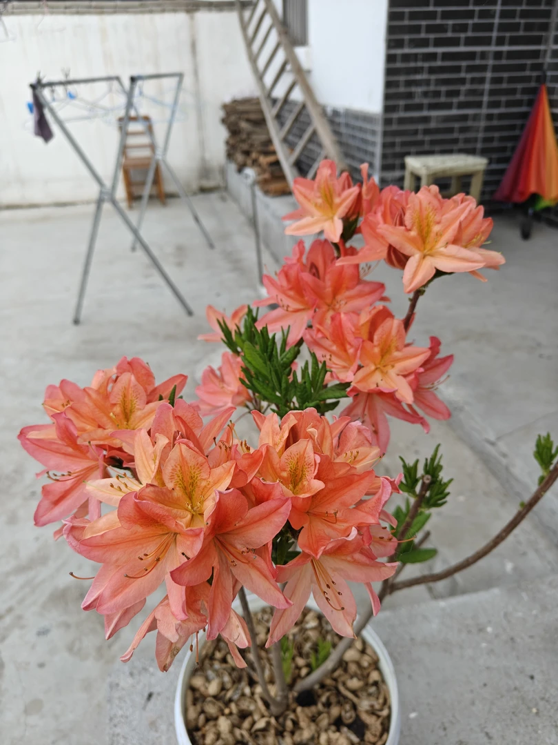 红枫杜鹃，橙红色高档落叶杜鹃，南北方均可种植，直播间一物一拍