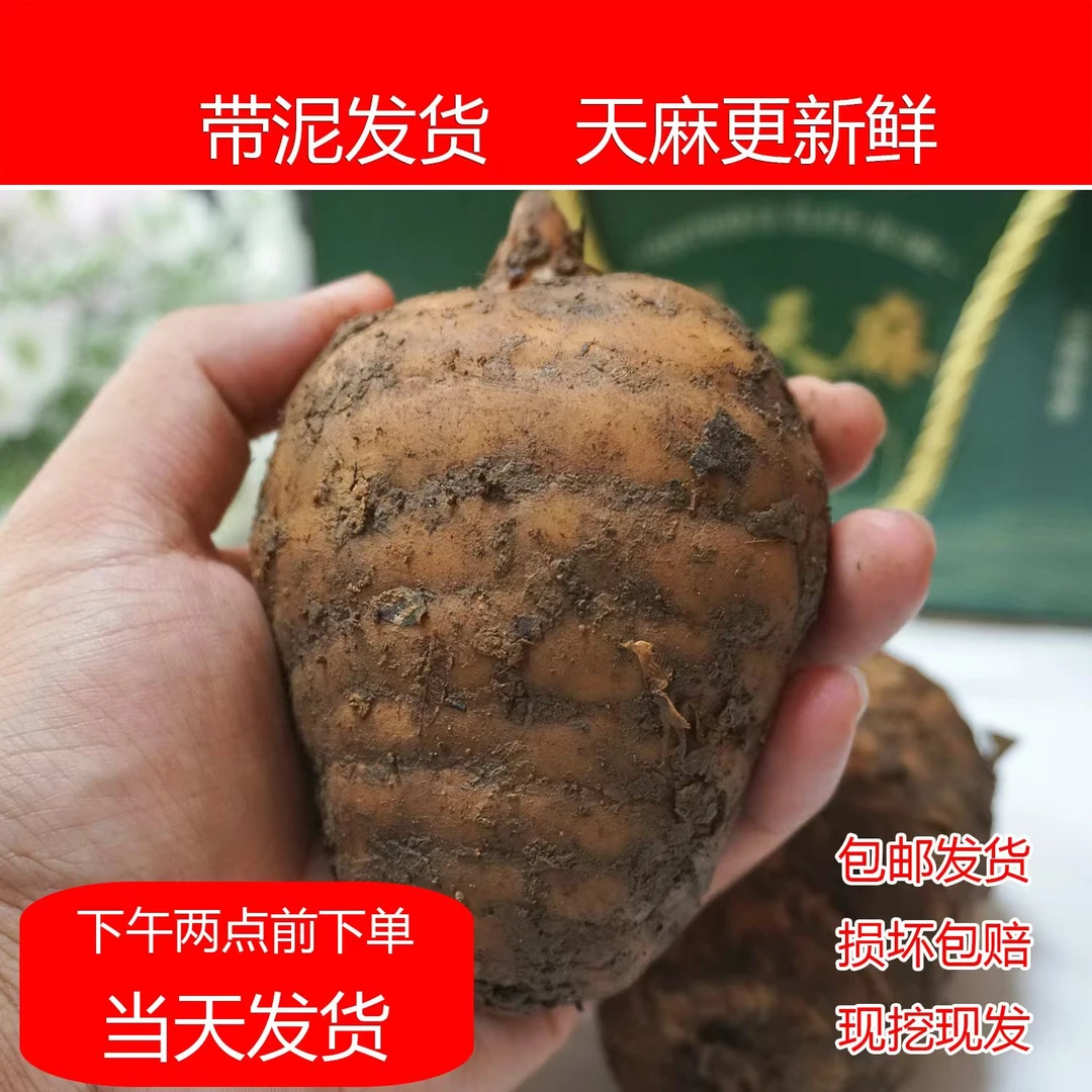（新鲜天麻）正宗云南昭通小草坝原产地新鲜天麻现挖现发高山乌天麻