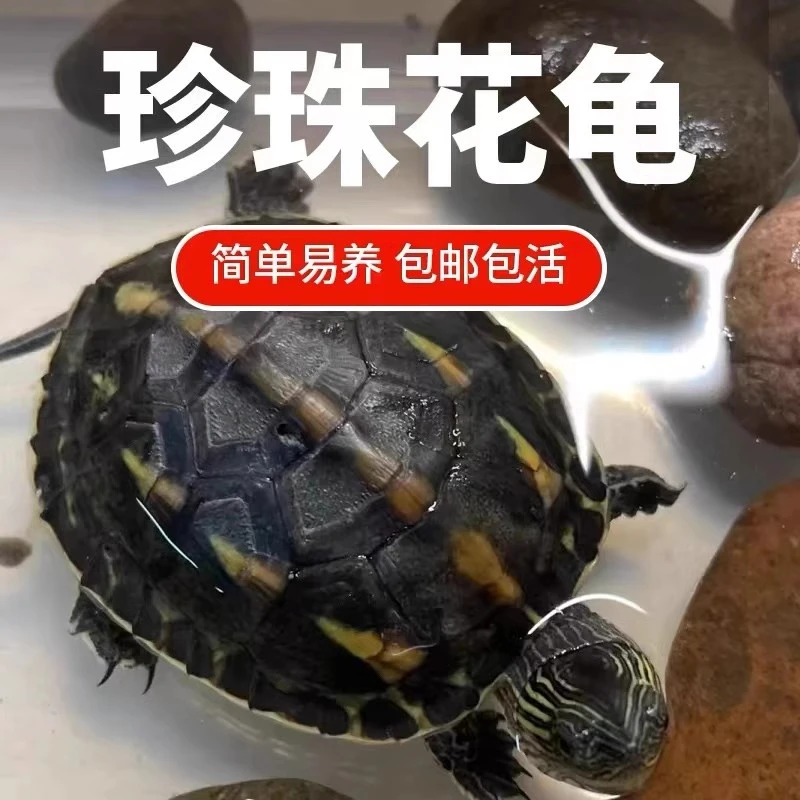 纯正珍珠龟中华花龟小乌龟活物黏人草龟花龟苗活体宠物水龟观赏龟