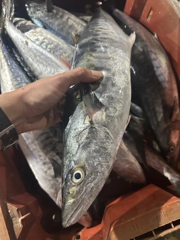 本港海捕野生马鲛鱼广东省内包邮