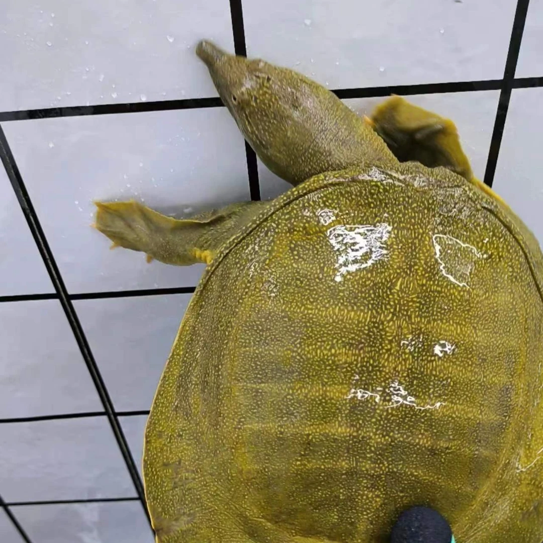 生态甲鱼中华外塘老鳖王八