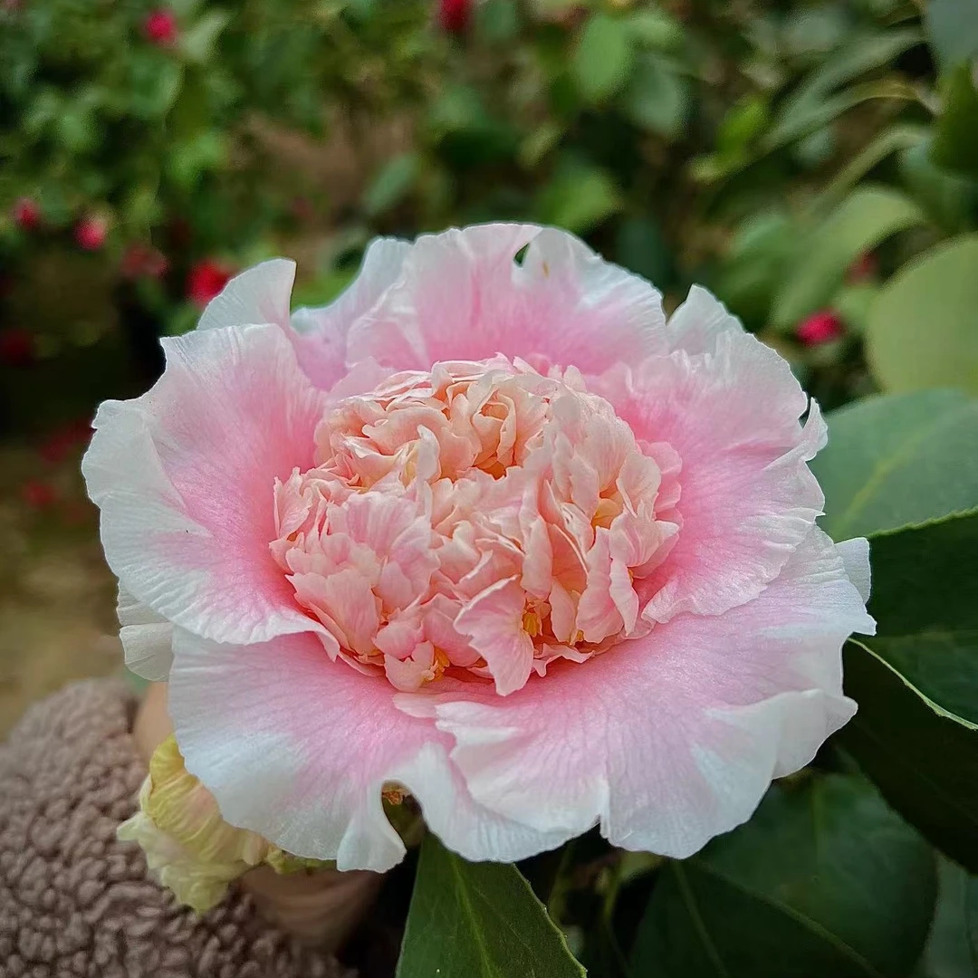 茶花稀有品种（塞牡丹）