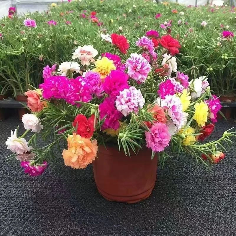 重瓣太阳花种子混色万粒四季播种易活阳台盆栽庭院多年生花卉种子