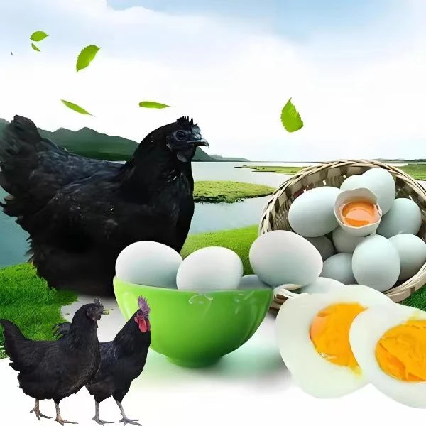 散养五黑鸡新鲜优质肉鲜味美