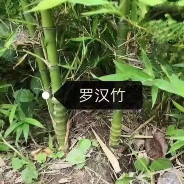 竹子苗罗汉竹盆栽地栽庭院阳台观赏竹耐寒抗冻四季青花园围墙遮挡