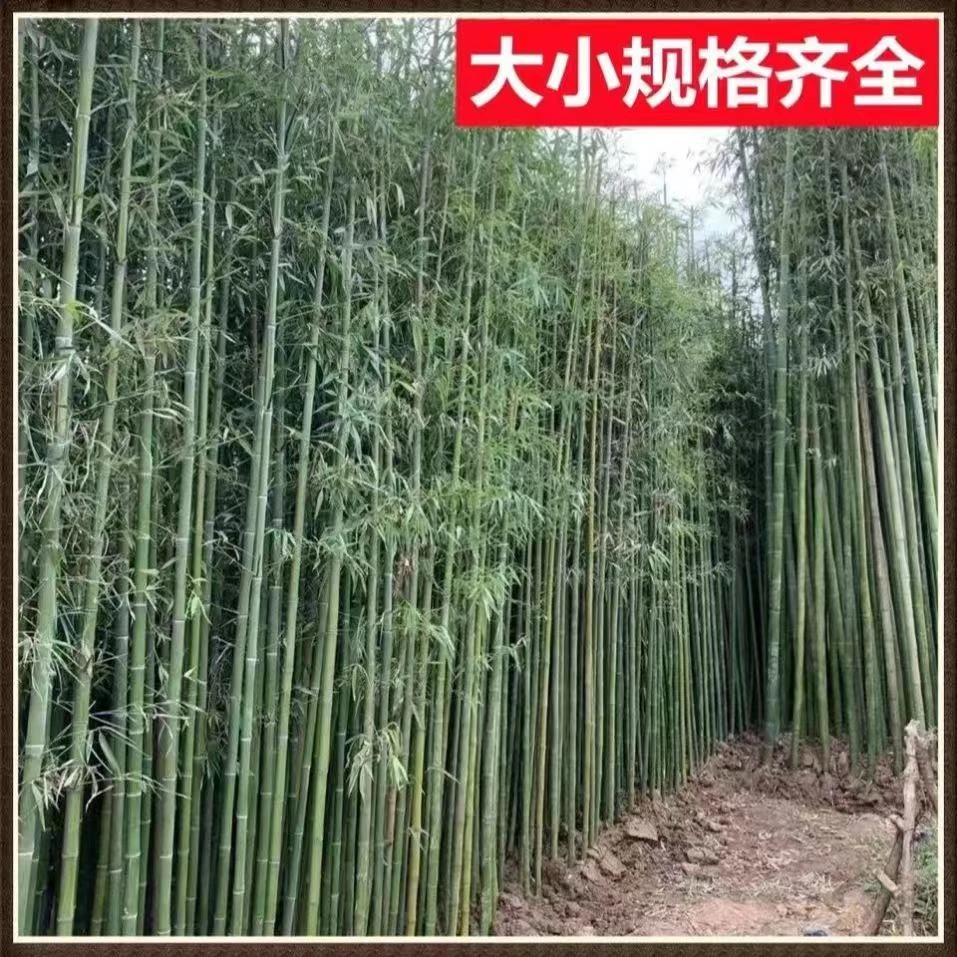 耐寒毛竹苗大毛竹四季常青绿竹庭院可食用竹笋景观竹承接绿化工程