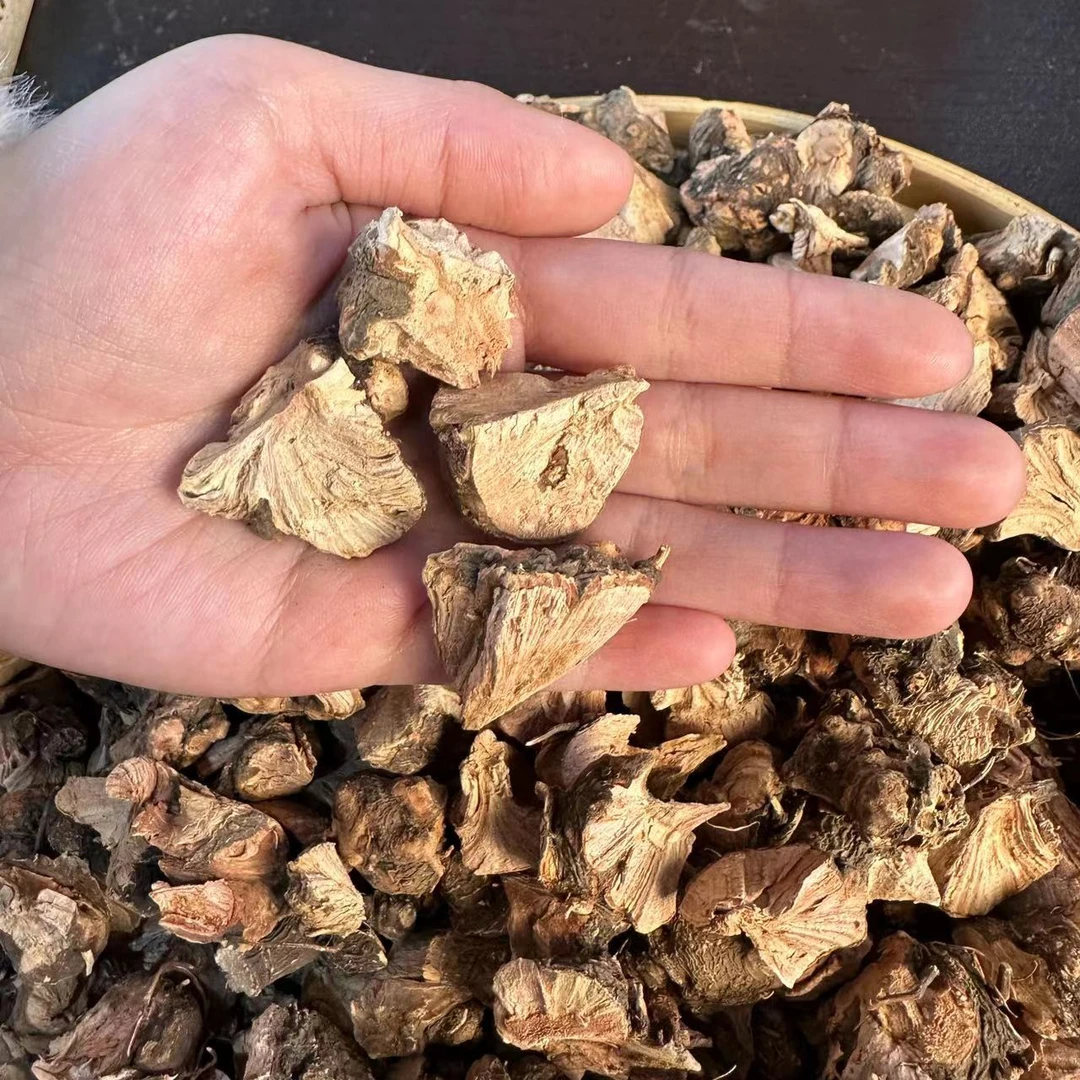 【主播推荐】将军草