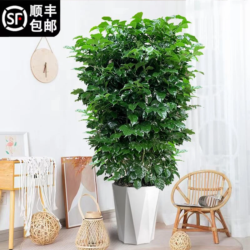 幸福树盆栽植物四季常青办公室内好养盆景净化空气吸甲醛大型绿植