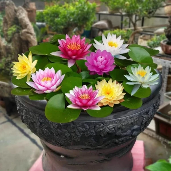 遇水就活-池塘睡莲花睡莲根块带芽四季水培庭院碗莲彩色睡莲花苗