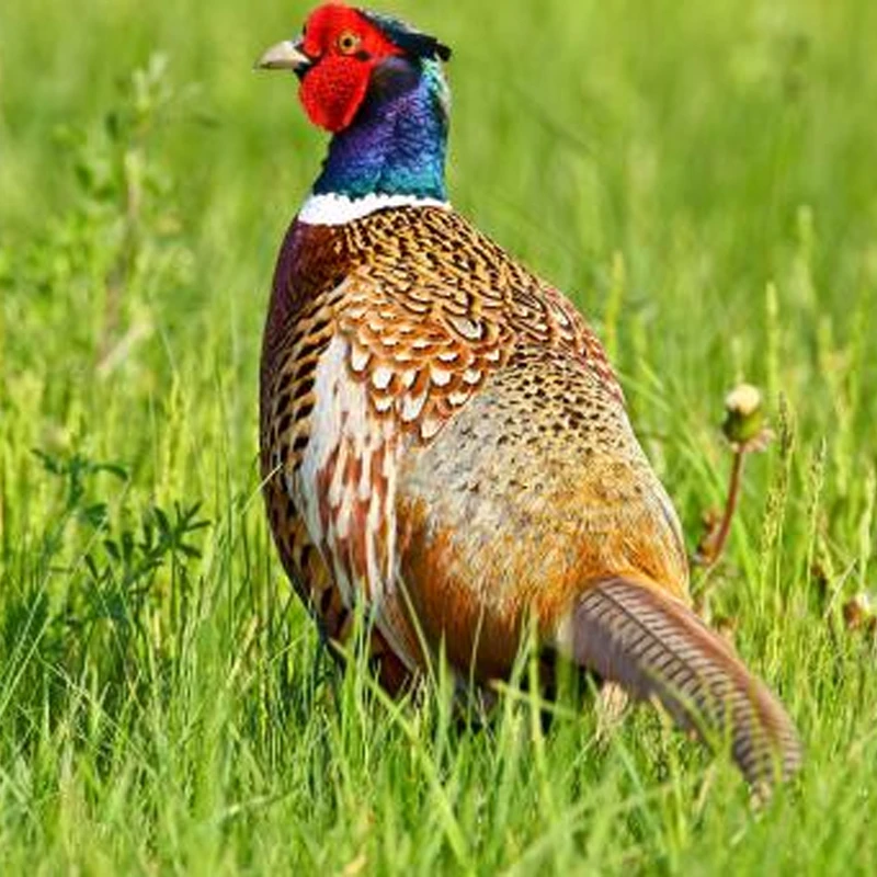 七彩山鸡野山鸡【多规格搭配】高品质成年鸡农家散养肉质新鲜宰杀