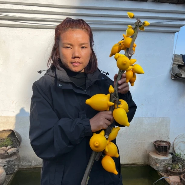 五代果鲜切花材（长度80到95cm，个别落果正常，24小时内售后）