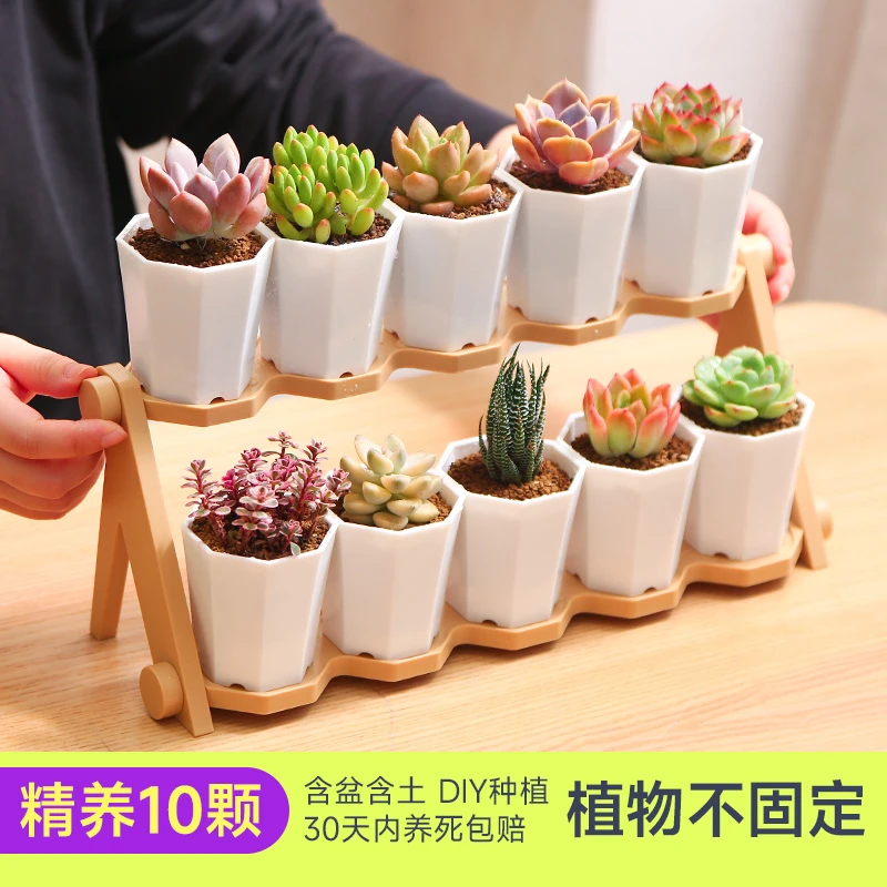 【直播专享】高端10颗多肉新八角双层植物套餐精致