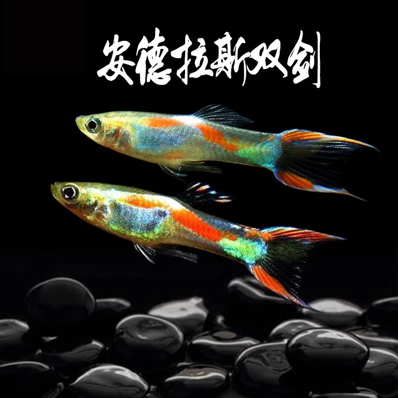 安德拉斯孔雀鱼 双剑鱼缸草缸小型热带鱼淡水观赏鱼活体好养
