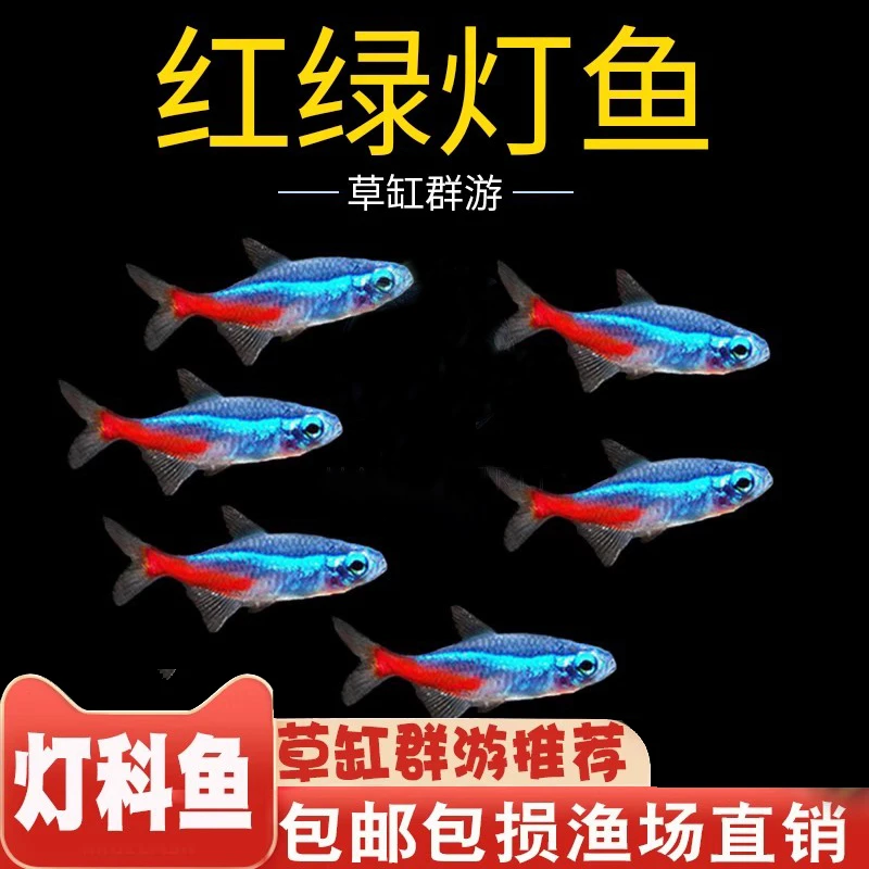 【精品红绿灯】小型热带观赏鱼灯科鱼淡水鱼群游鱼混养活体发货