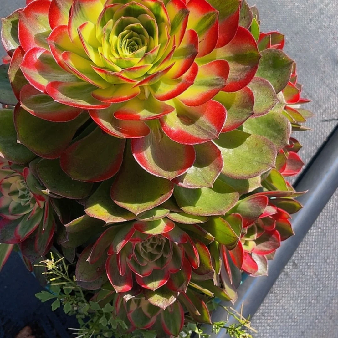 【闪购商品】今**心我们的生活就是这样简单888