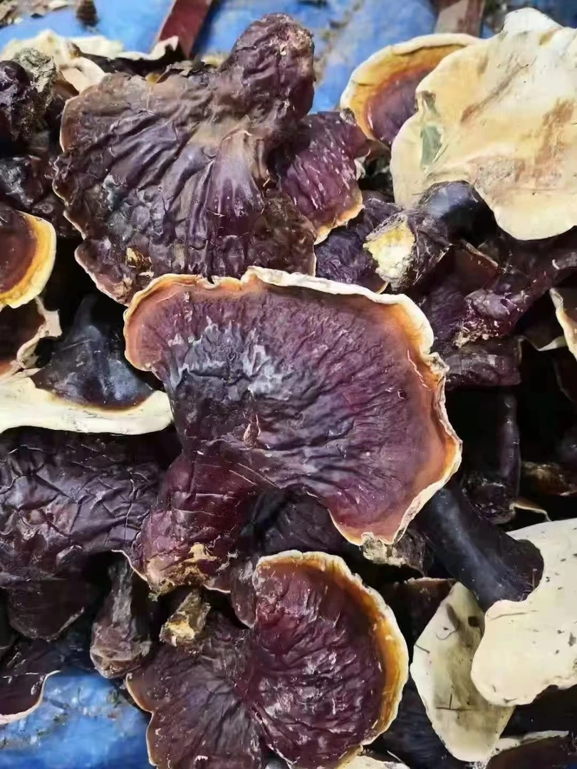 长白山人参特产赤灵芝