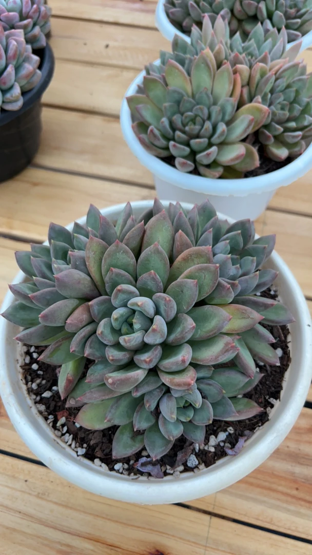 多肉群生红象牙.