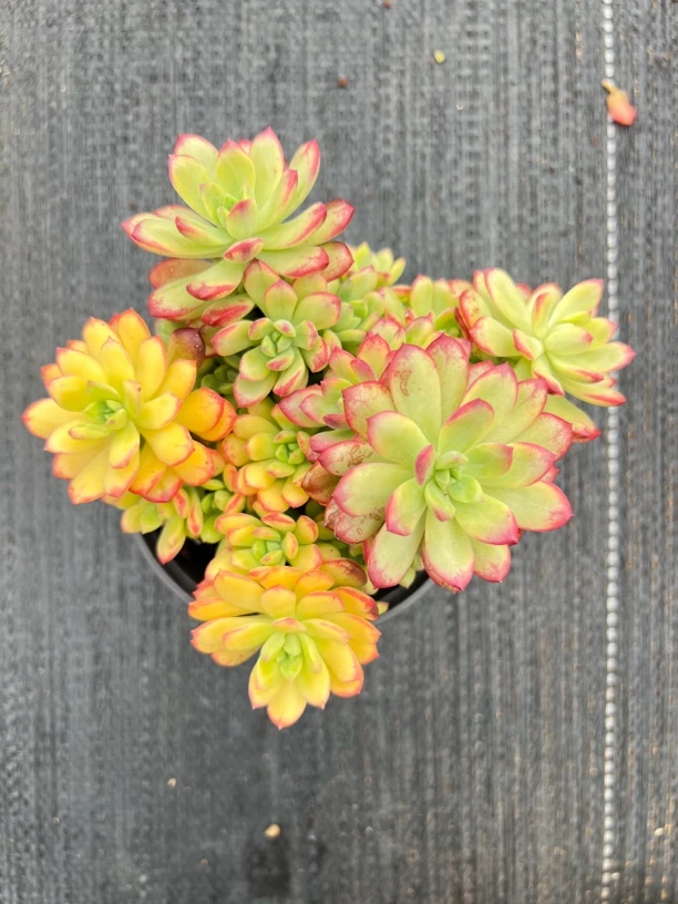 多肉群生植物小叮当