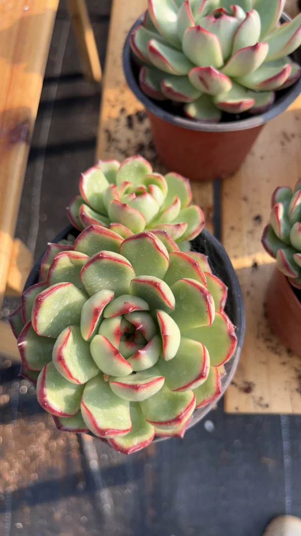 多肉万宝龙（满18包邮）