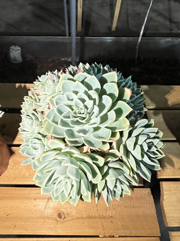 多肉三色堇高品质好养活