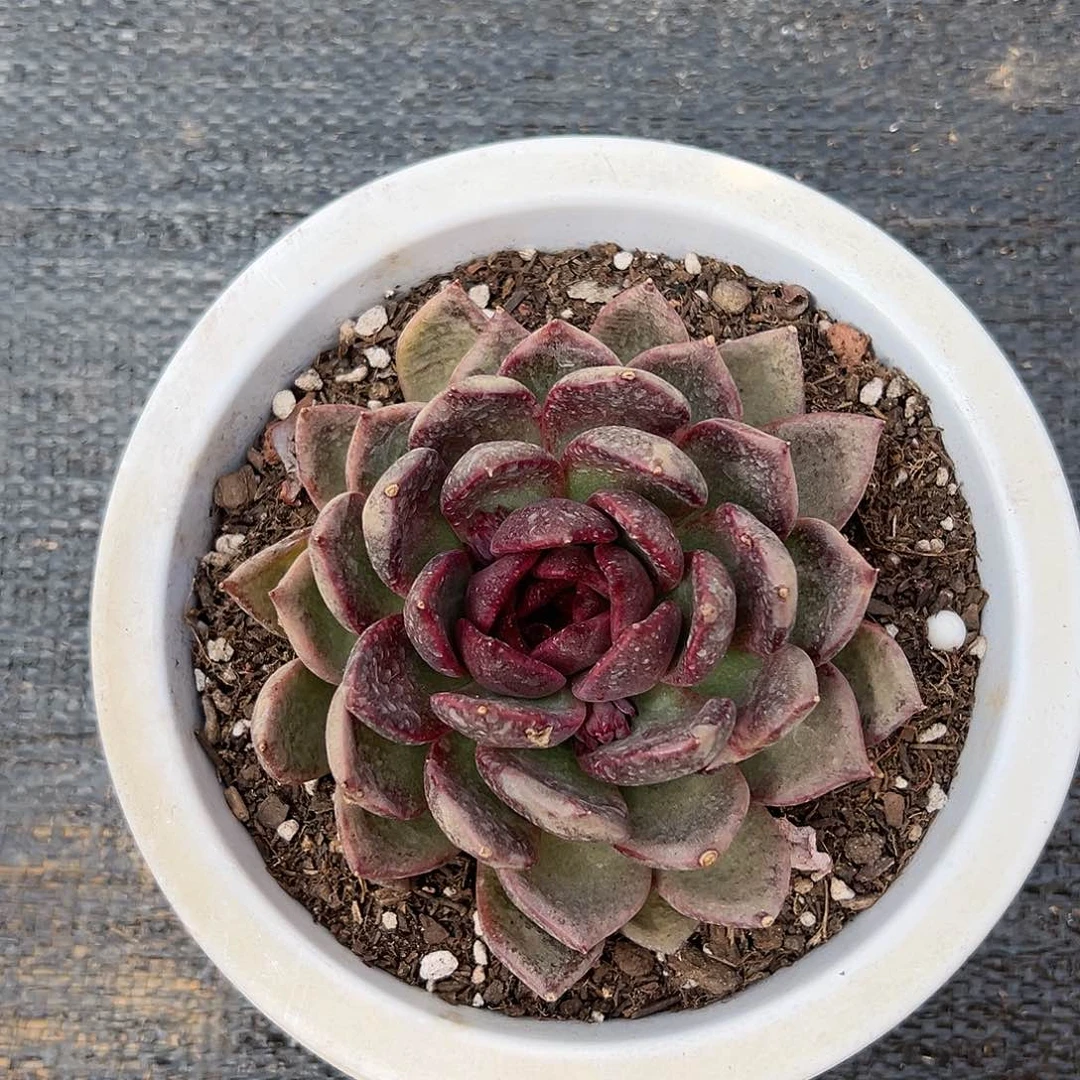 多肉单头黑水晶多肉