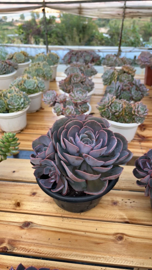 多肉群生尘埃玫瑰