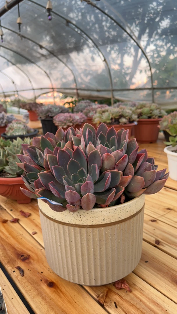 多肉群生琼斯紫气东来