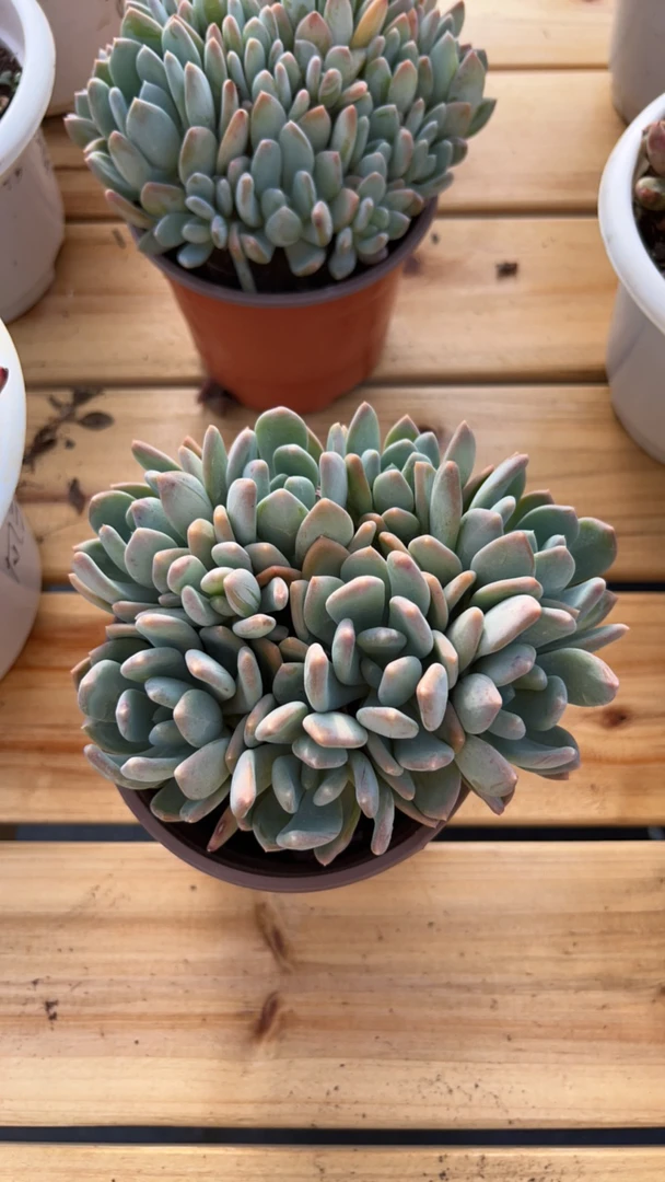 多肉灰姑娘高品质好养活