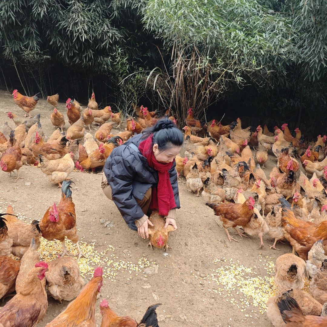 坪山村飞天跑山鸡现杀现发