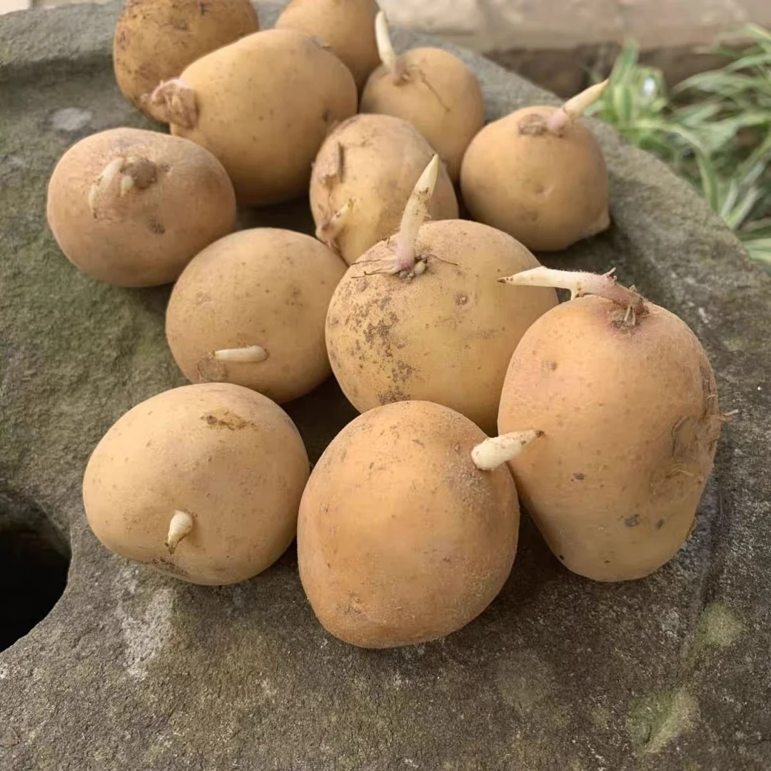 云南土豆黄皮黄心土豆洋芋自留马铃薯土豆