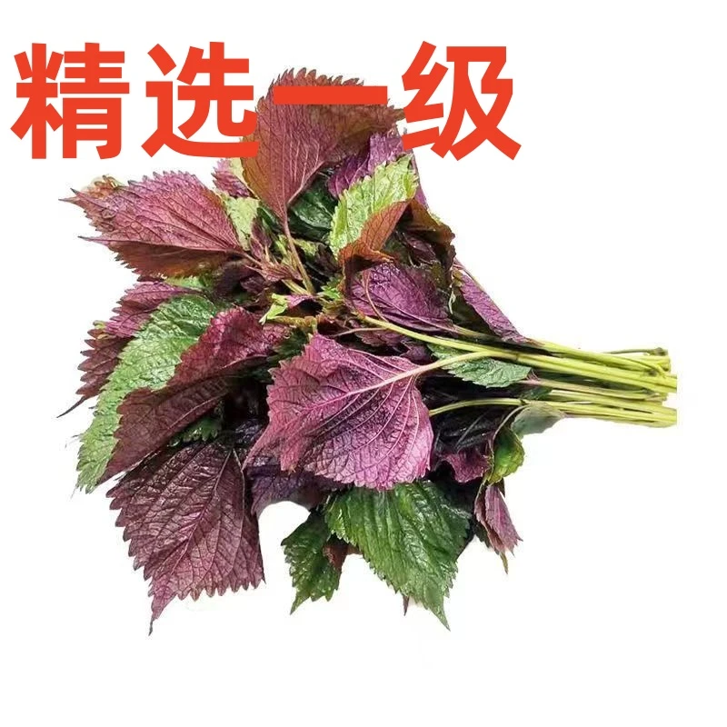 广西新鲜带杆紫苏紫苏叶可食用料理鱼生川菜湘菜提香去腥佐料