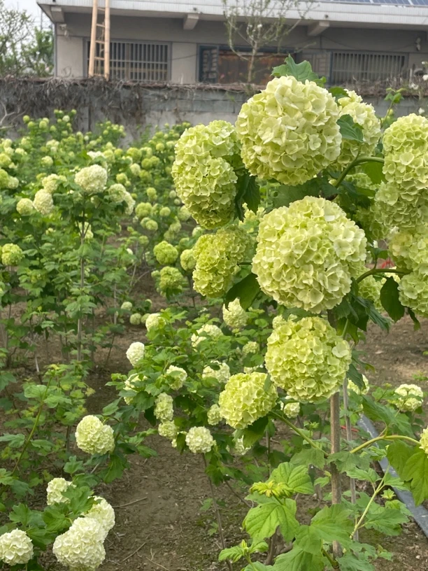 欧洲木 绣球满树爆花