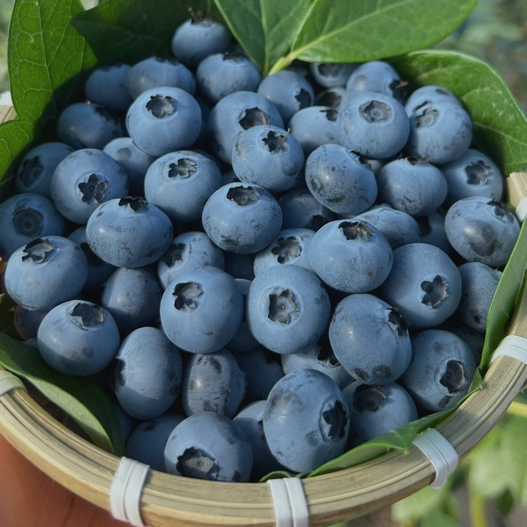 【顺丰快递】果园直发本地果香浓郁香甜花香蓝莓