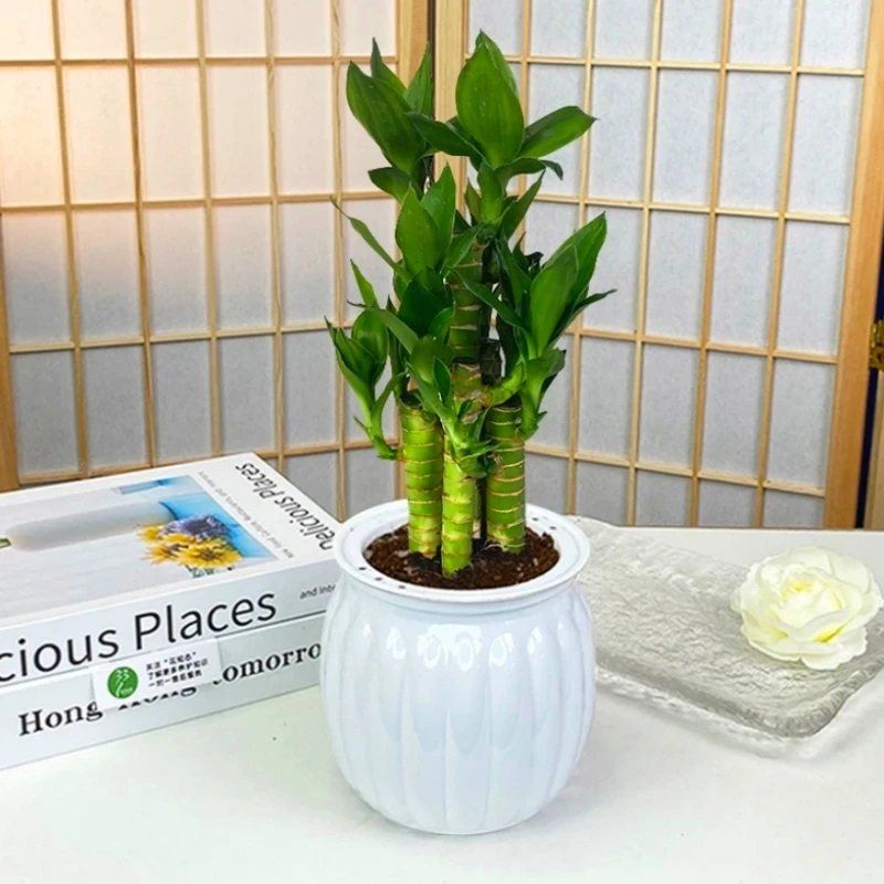 【富贵竹】步步高盆栽室内耐旱绿植办公室桌面懒人植物好养四季常青