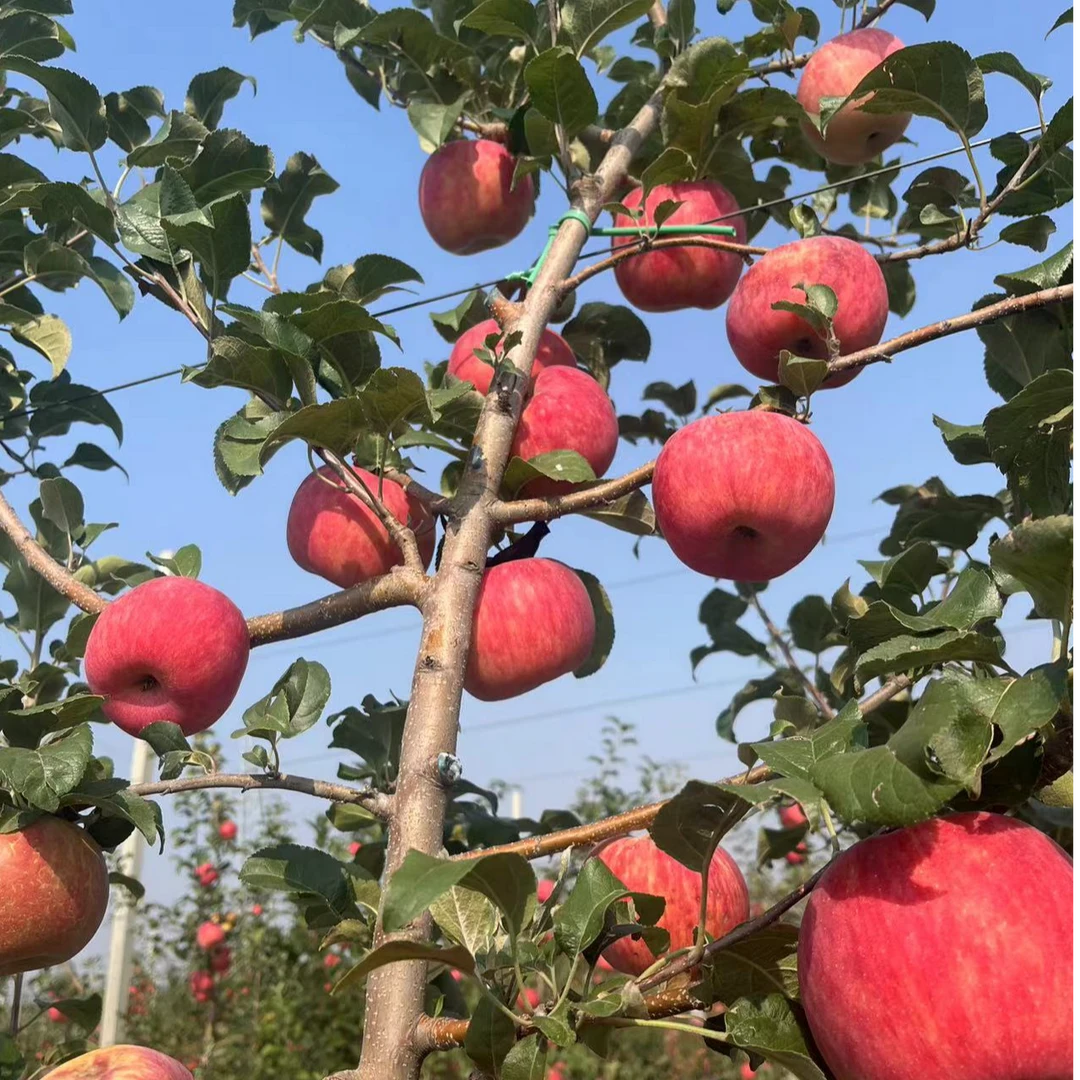 陕西［秦脆苹果］又红又大脆甜多汁果园直发苹果皮薄特别甜现摘现发