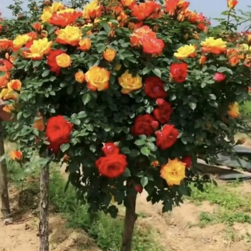 嫁接月季花一物一拍