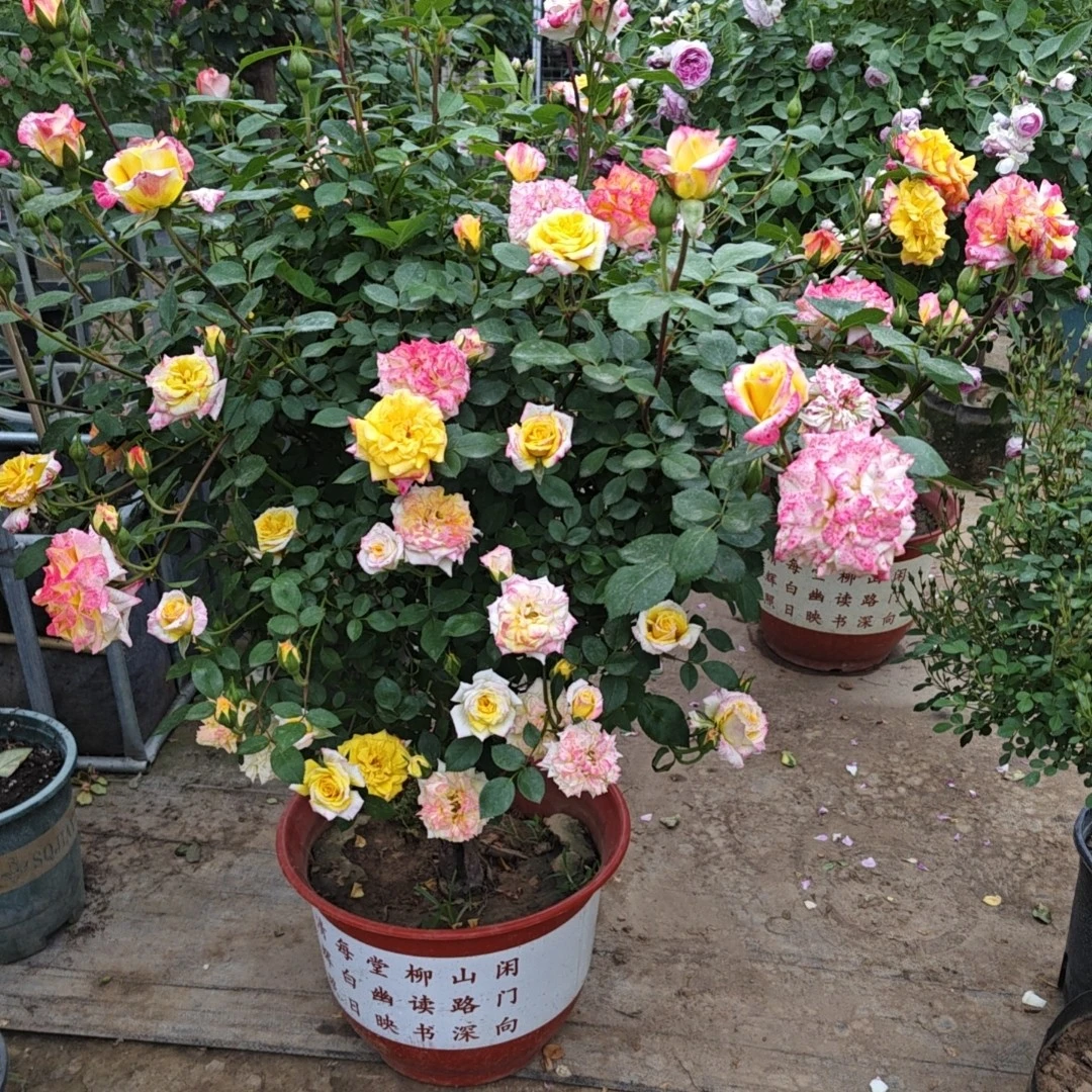 一物一拍嫁接树桩月季花棒棒糖