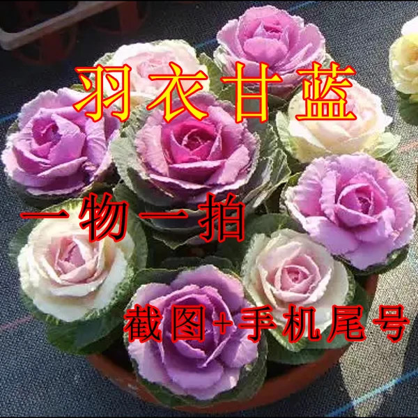 直播专属一物一拍羽衣甘蓝冬日耐寒庭院阳台观赏盆栽室外耐热耐寒
