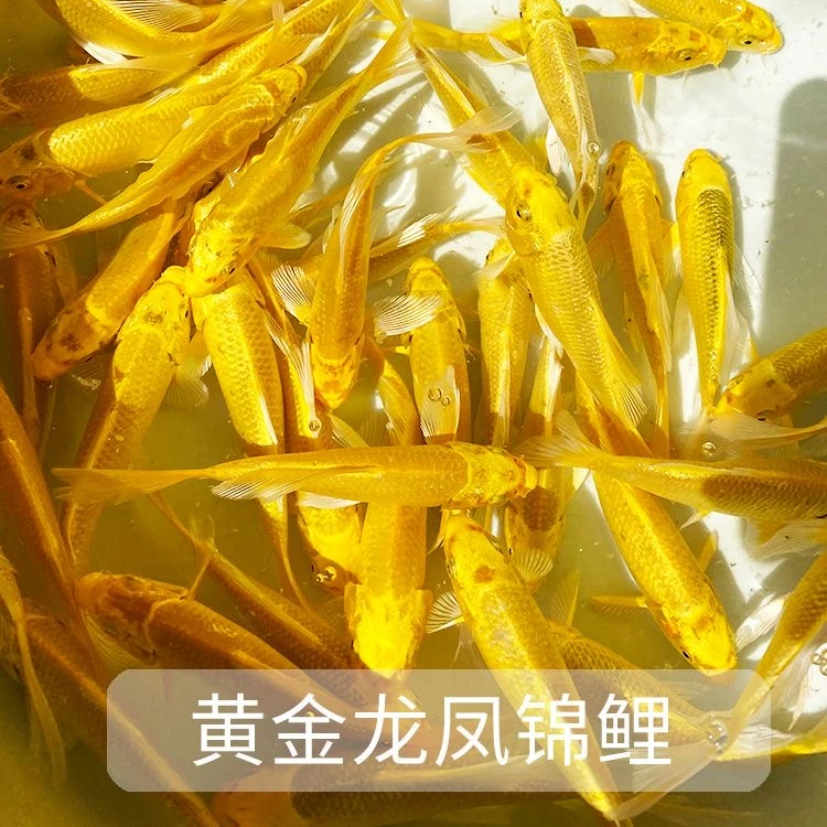 【黄金蝶翼龙凤锦鲤】冷水观赏招财鱼黄金锦鲤好养耐活活体金鱼精品