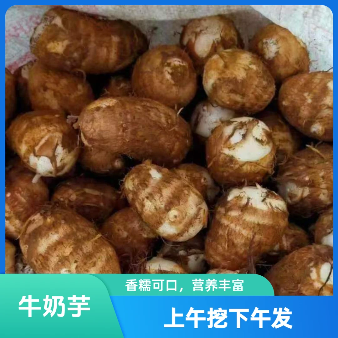 【今年新芋】新鲜小芋头贵州现挖牛奶毛芋头软糯粉香芋仔芋艿蔬菜