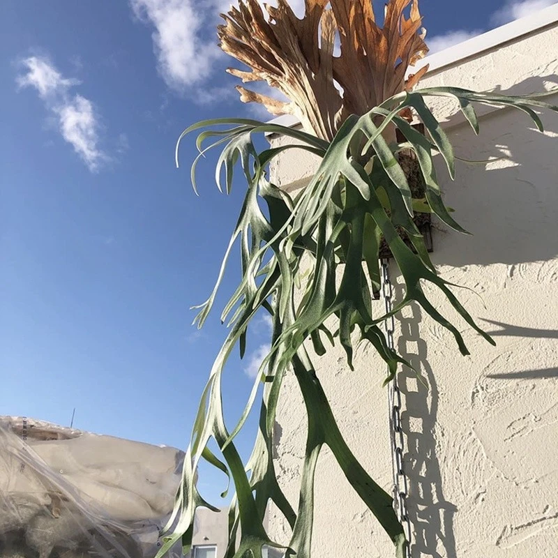 爪哇高冠长手白毛巴厘岛爪洼室内阳台户外庭院挂墙上的植物