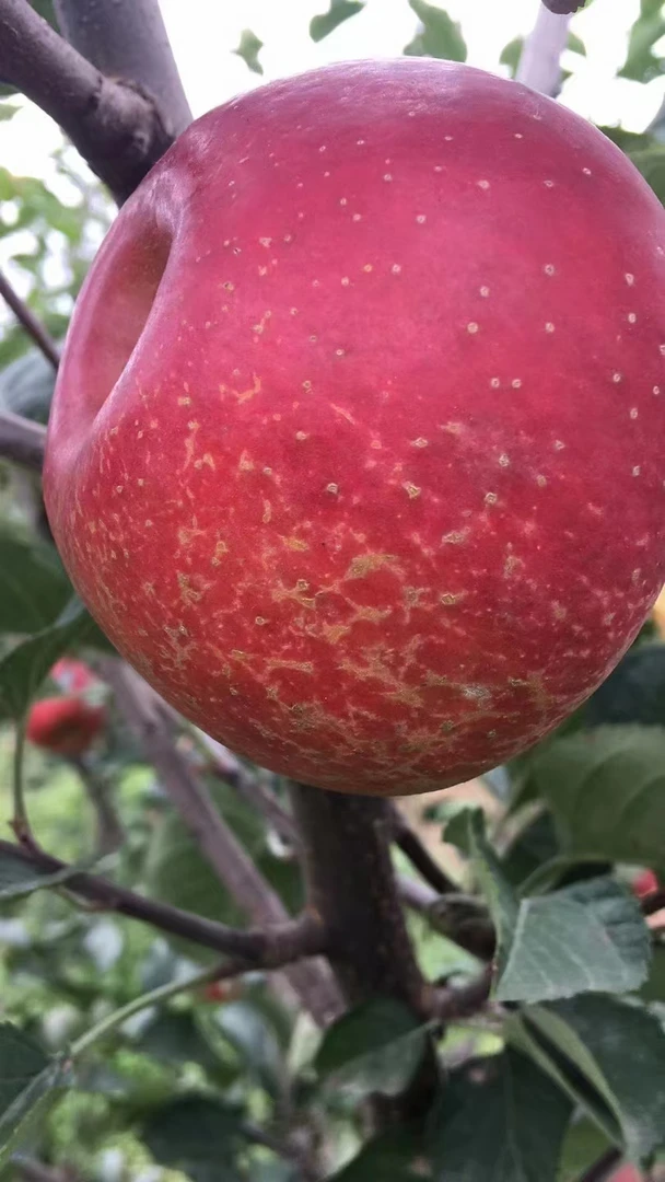 云南省昭通丑苹果红富士糖心苹果