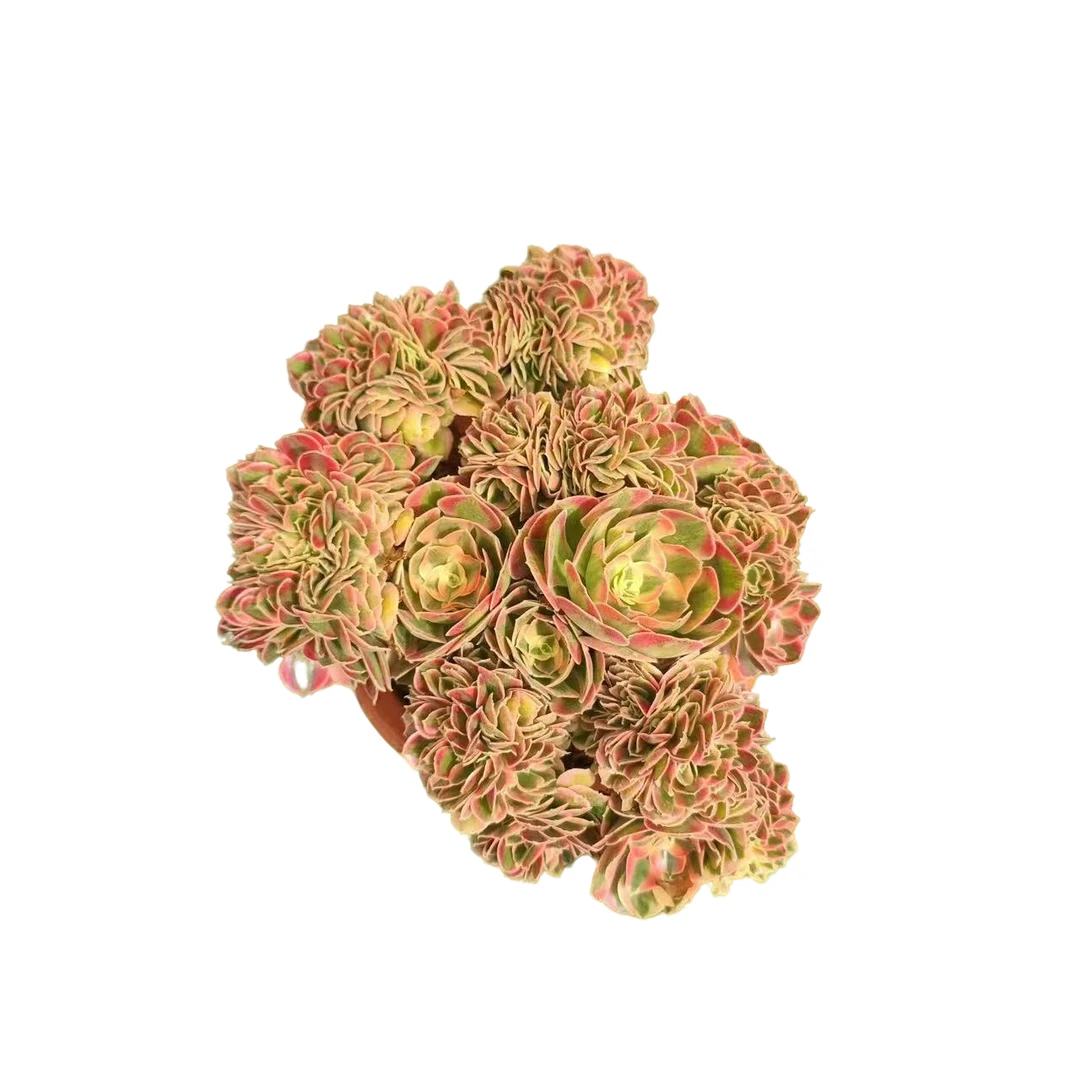 粉女巫缀化30公分左右 新手必拍 好看好养 多肉植物