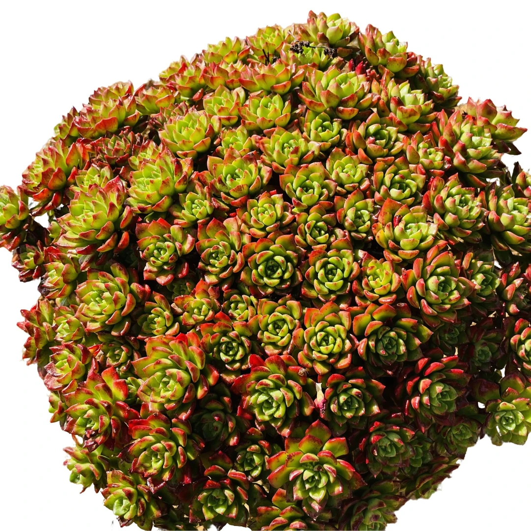 3号棚后火焰蒂亚260杯 新手必拍 好看好养 多肉植物云南昆明发货