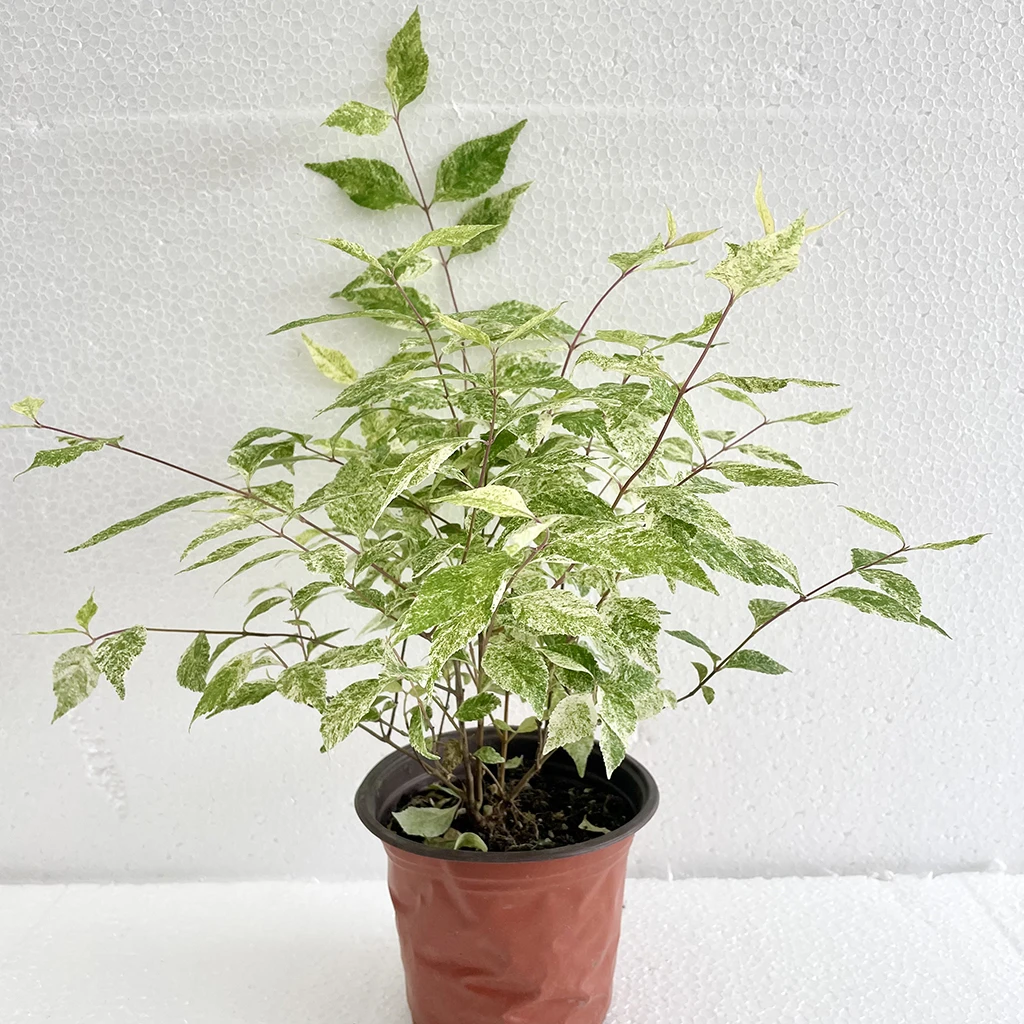 室内观叶植物花叶紫珠