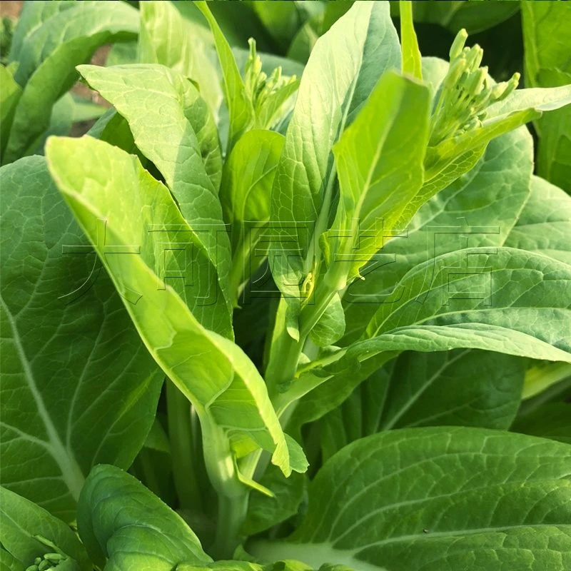 【新手推荐】早熟白菜苔种子菜种籽秋冬季蔬菜种子耐寒耐热