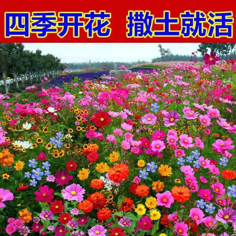 【新手推荐】耐寒花种多年生野花组合种子蔬菜种子开花园艺均可浇水